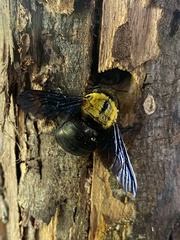 Xylocopa minor