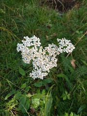 Achillea millefolium
