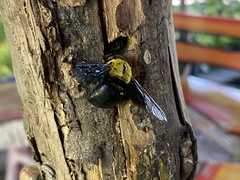 Xylocopa minor