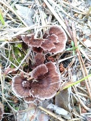 Thelephora caryophyllea