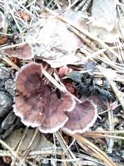 Thelephora caryophyllea