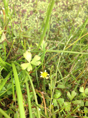 Ranunculus amphitrichus