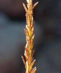 Eragrostis tenella insularis