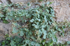 Petrocoptis hispanica