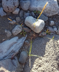 Eragrostis tenella insularis