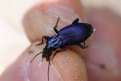 Laemostenus janthinus