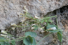 Petrocoptis hispanica