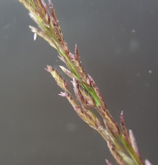 Eragrostis tenella insularis