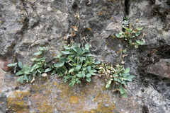 Petrocoptis hispanica