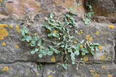 Petrocoptis hispanica