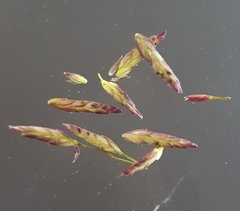 Eragrostis tenella insularis