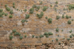 Petrocoptis hispanica