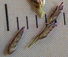 Eragrostis tenella insularis