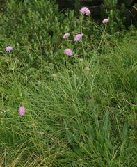 Knautia longifolia