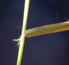 Eragrostis tenella insularis