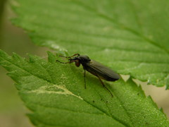 Bibio pomonae