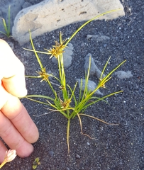 Cyperus flavidus