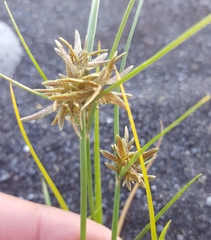 Cyperus flavidus