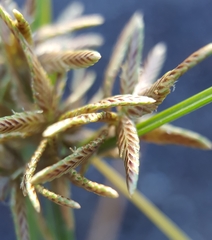 Cyperus flavidus