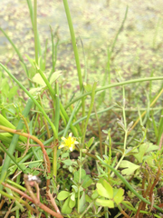 Ranunculus amphitrichus