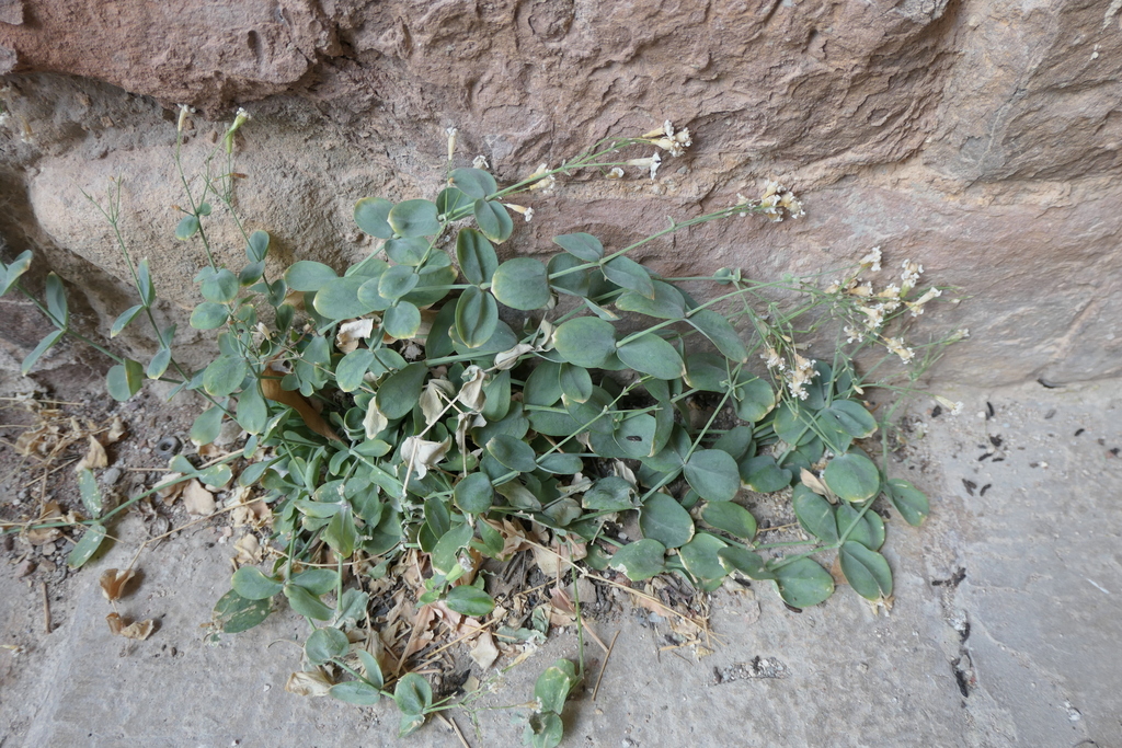 Petrocoptis hispanica