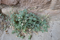 Petrocoptis hispanica