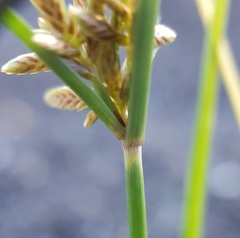 Cyperus flavidus