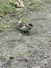 Passer domesticus