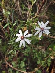 Olearia paucidentata