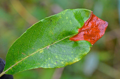 Heterarthrus microcephalus