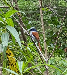 Terpsiphone bourbonnensis