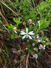 Olearia paucidentata