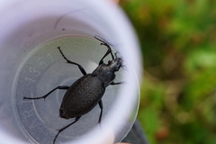 Carabus carinthiacus