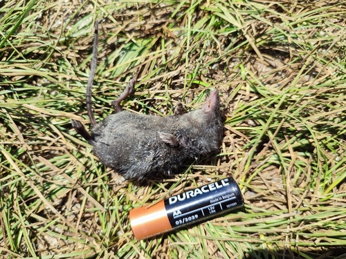 Mediterranean Water Shrew, Tatarbunars'kyi district, Odessa Oblast, Ukraine, photo 7 of 10