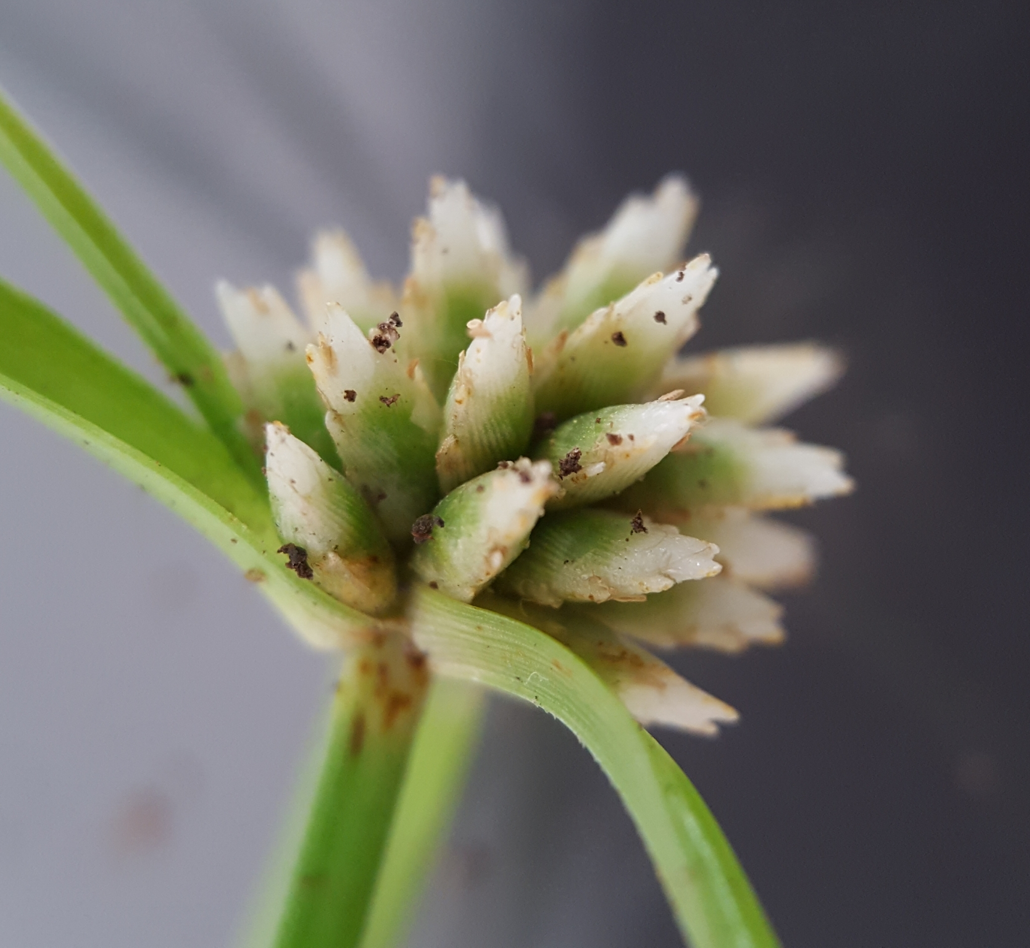 (c) François Rousseu, certains droits réservés (CC BY-NC) https://www.inaturalist.org/observations/90513306