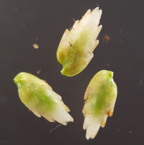 soft sedge