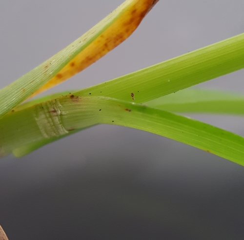 Mariscus dubius subsp. dubius image