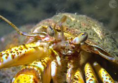 Pagurus bernhardus