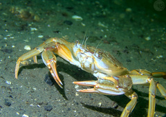 Liocarcinus depurator