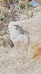 Podarcis siculus siculus