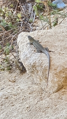 Podarcis siculus siculus