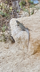 Podarcis siculus siculus