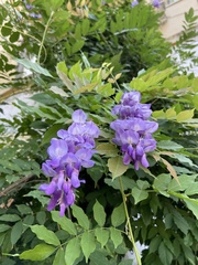 Wisteria sinensis
