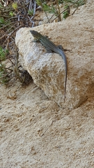 Podarcis siculus siculus