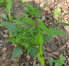 Chenopodiastrum hybridum