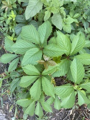 Parthenocissus inserta