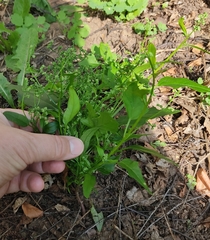 Chenopodiastrum hybridum