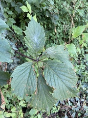 Parthenocissus inserta