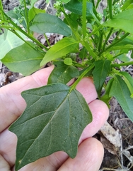 Chenopodiastrum hybridum