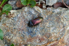 Selatosomus confluens